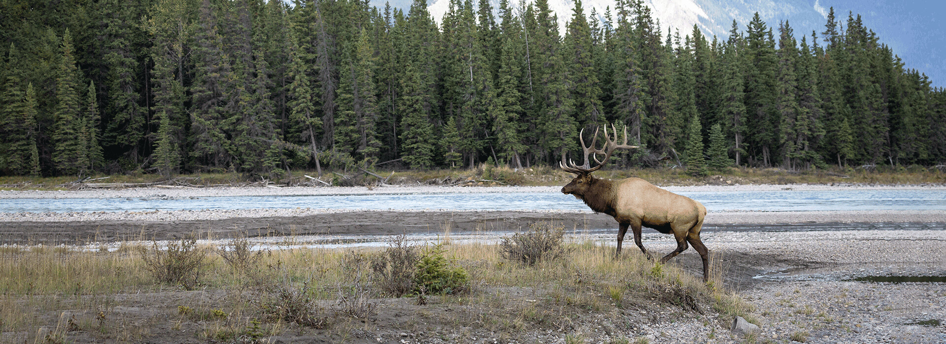 Volunteer Opportunities